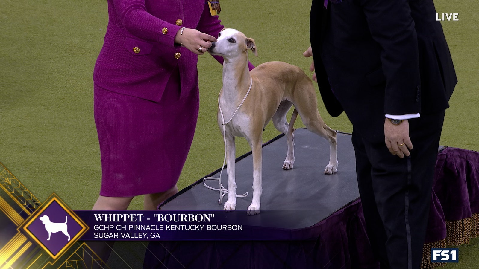 2025 WKC Dog Show: Bourbon the Whippet headlines Day 1 winners