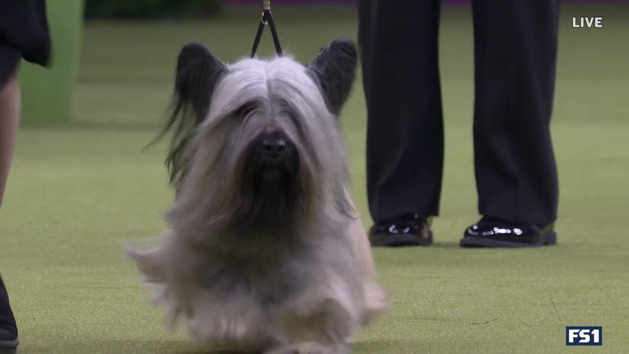 Archer the Skye Terrier wins the Terrier Group | Westminster Dog Show