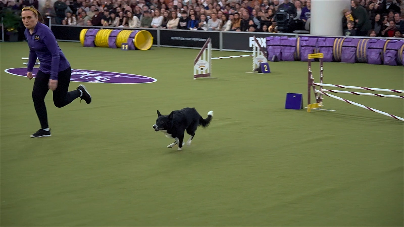 Border collie fittingly named Vanish wins 2025 WKC's Masters Agility Championship