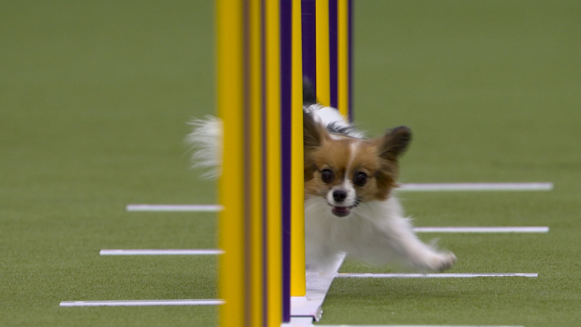 Gabby the Papillon wins the 8" class | Westminster Kennel Club