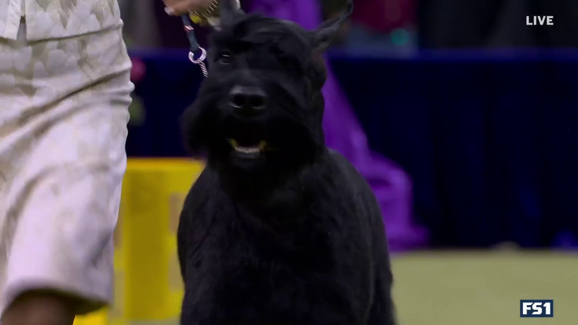 Monty the Giant Schnauzer wins the Working Group | Westminster Kennel Club