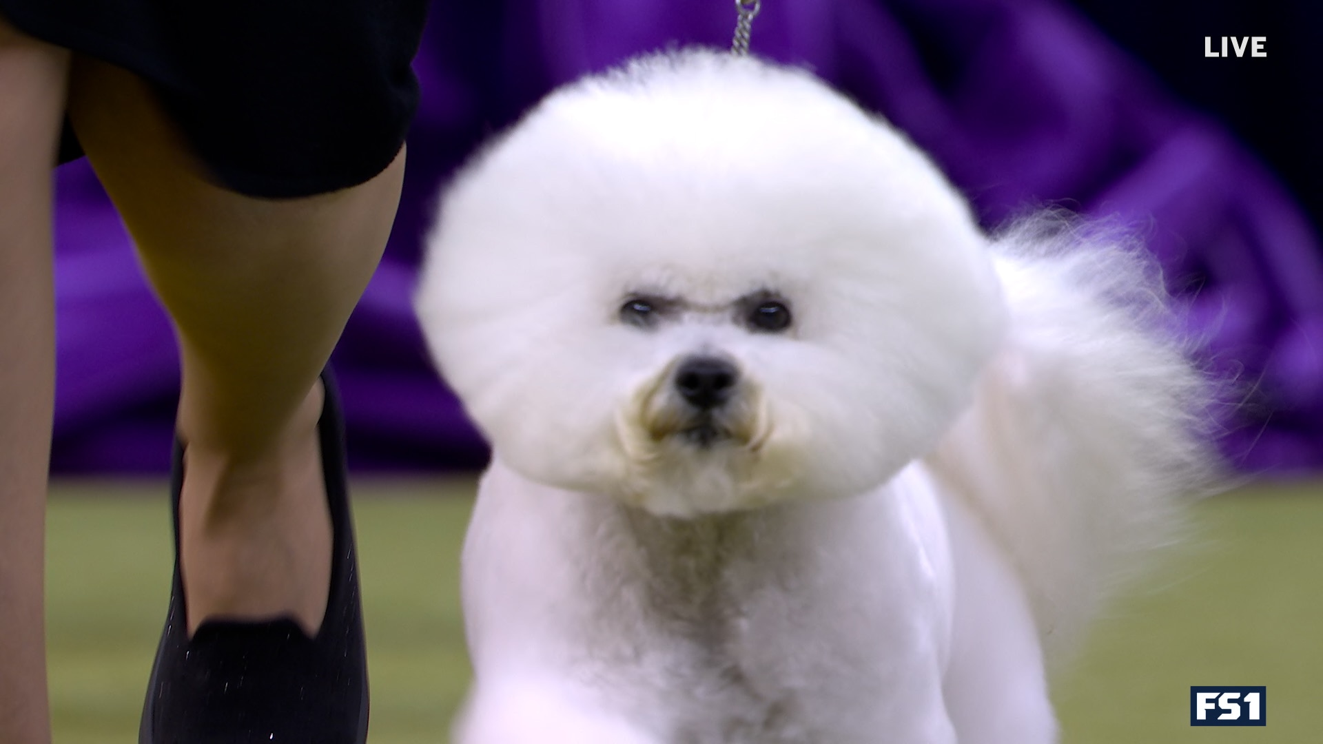 Neal the Bichon Frisé wins the WKC Non-Sporting Group | Westminster Kennel Club