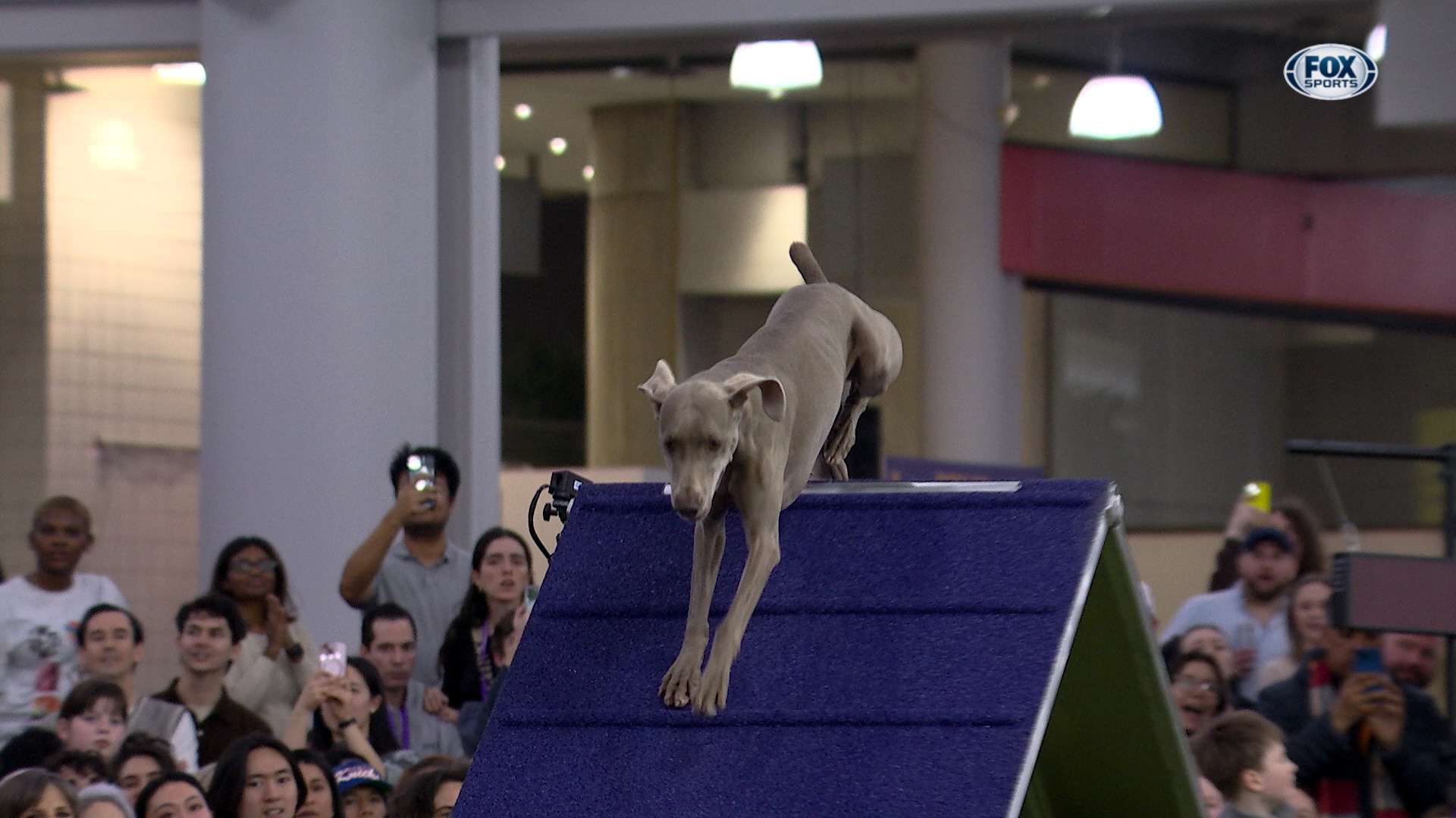 Sterling the Weimaraner wins the 24" class | Westminster Kennel Club