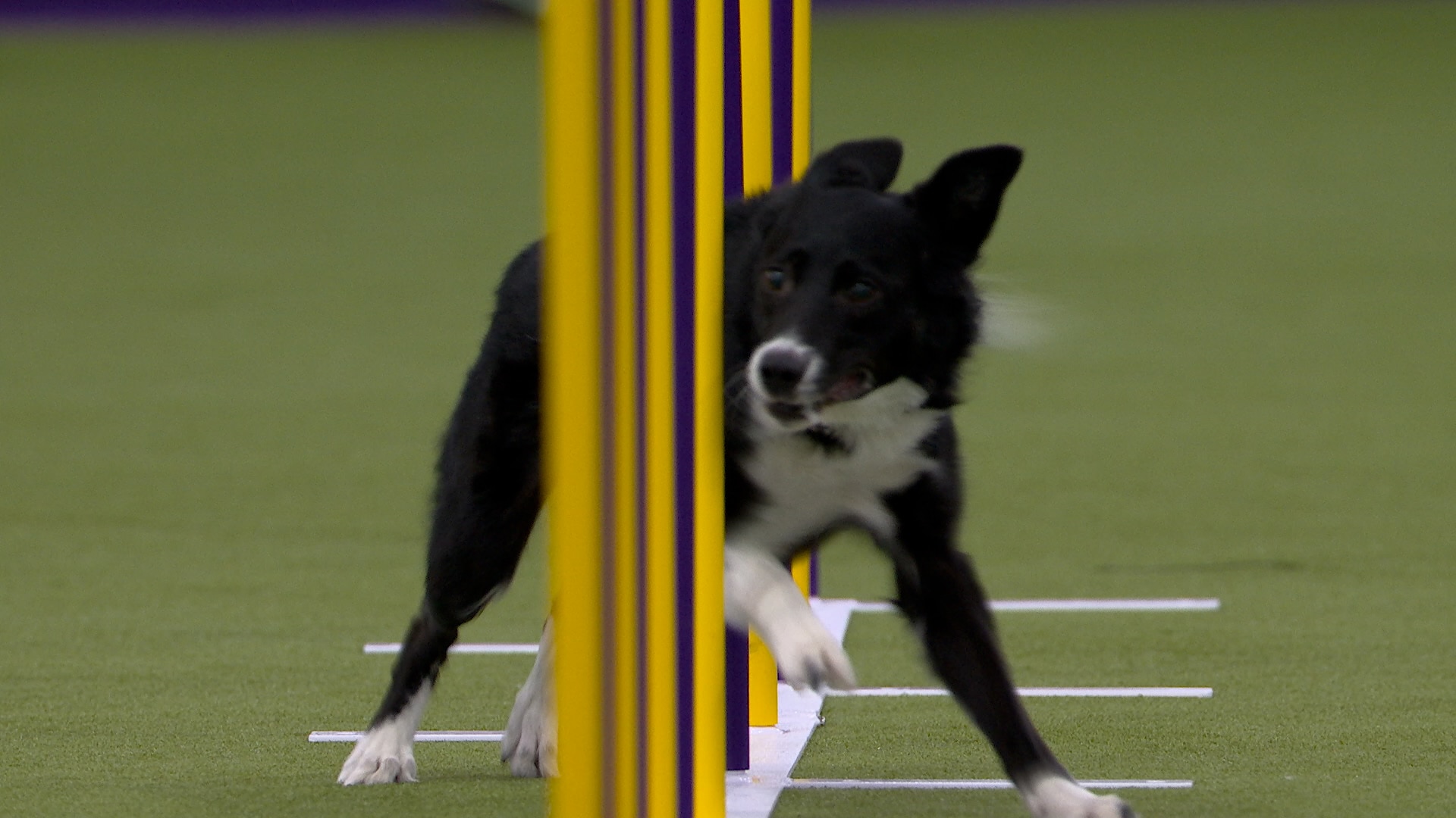 Vanish the Border Collie wins the 16" class | Westminster Kennel Club